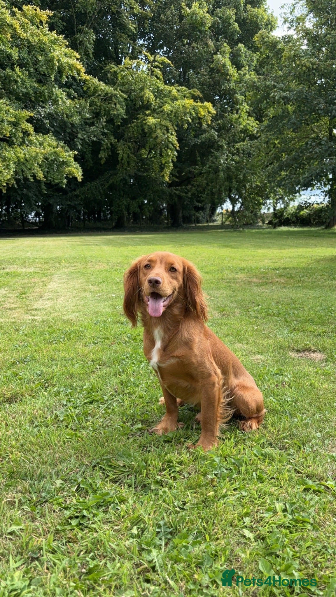 Cocker Spaniel dogs Working fox red cocker spaniel stud.  - Advert 2