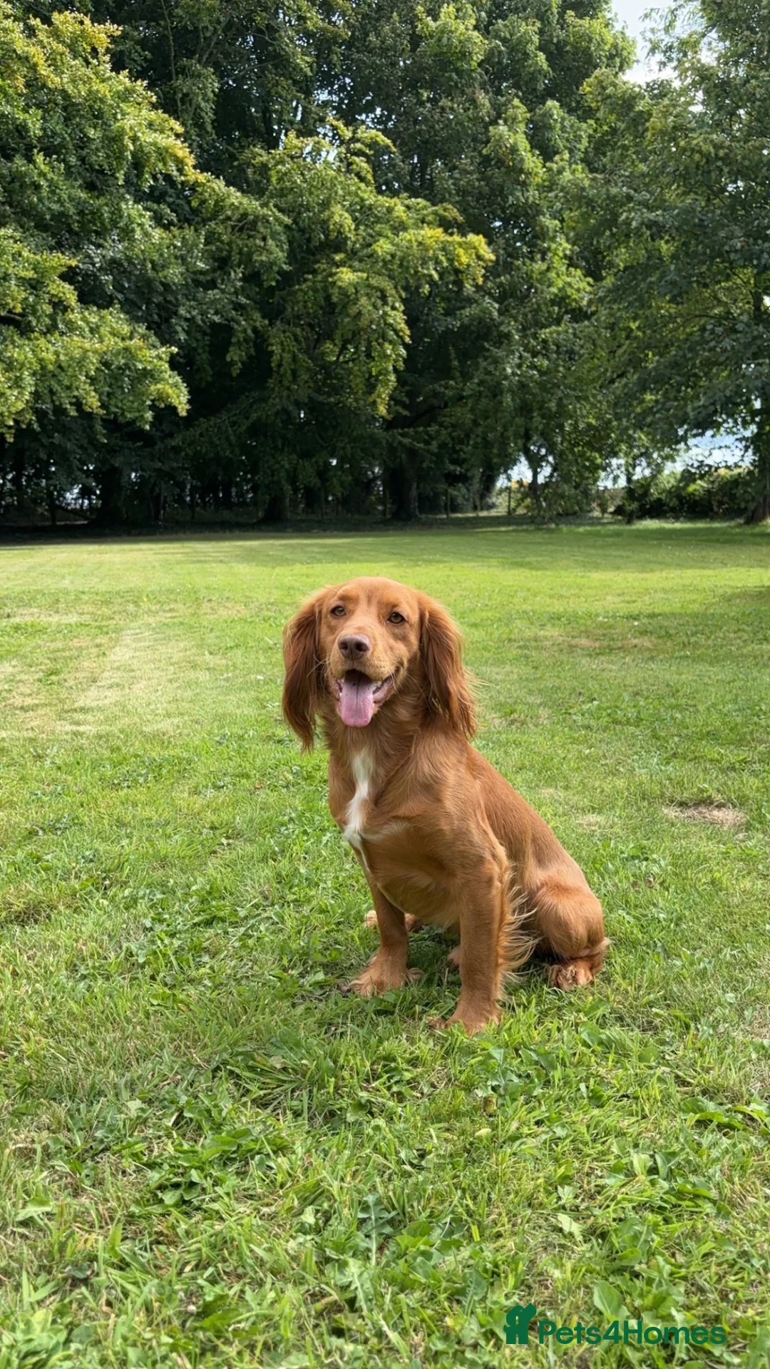Cocker Spaniel dogs for stud: Working fox red cocker spaniel stud.  in Driffield - Advert 1