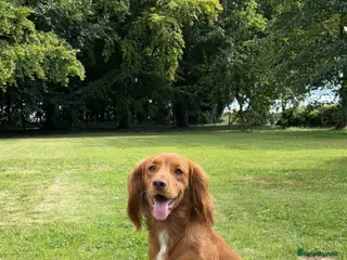 Cocker Spaniel dogs Working fox red cocker spaniel stud. - Advert 5