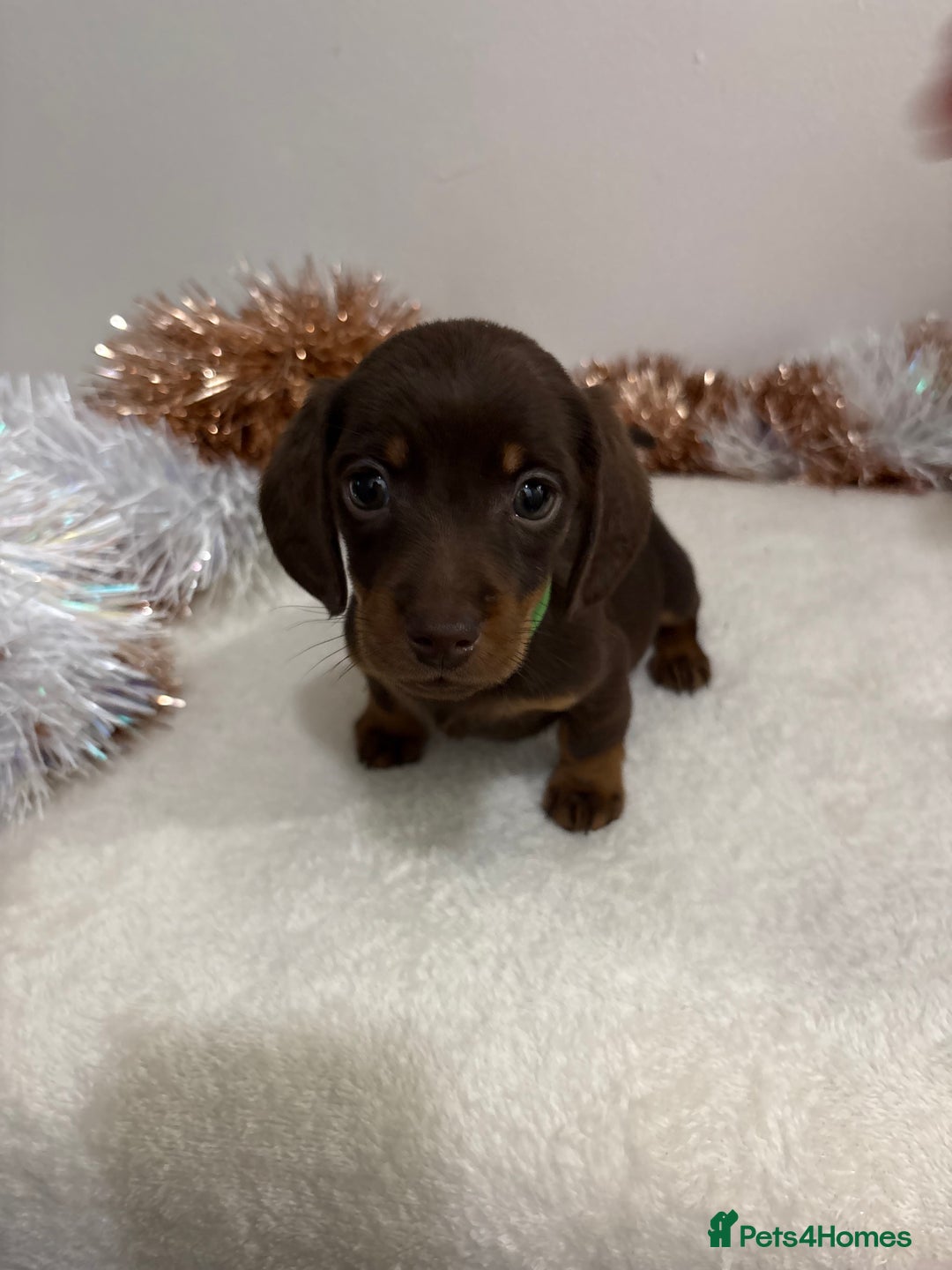 Miniature Dachshund dogs for sale: Miniature Dachshund Pups  - Advert 7