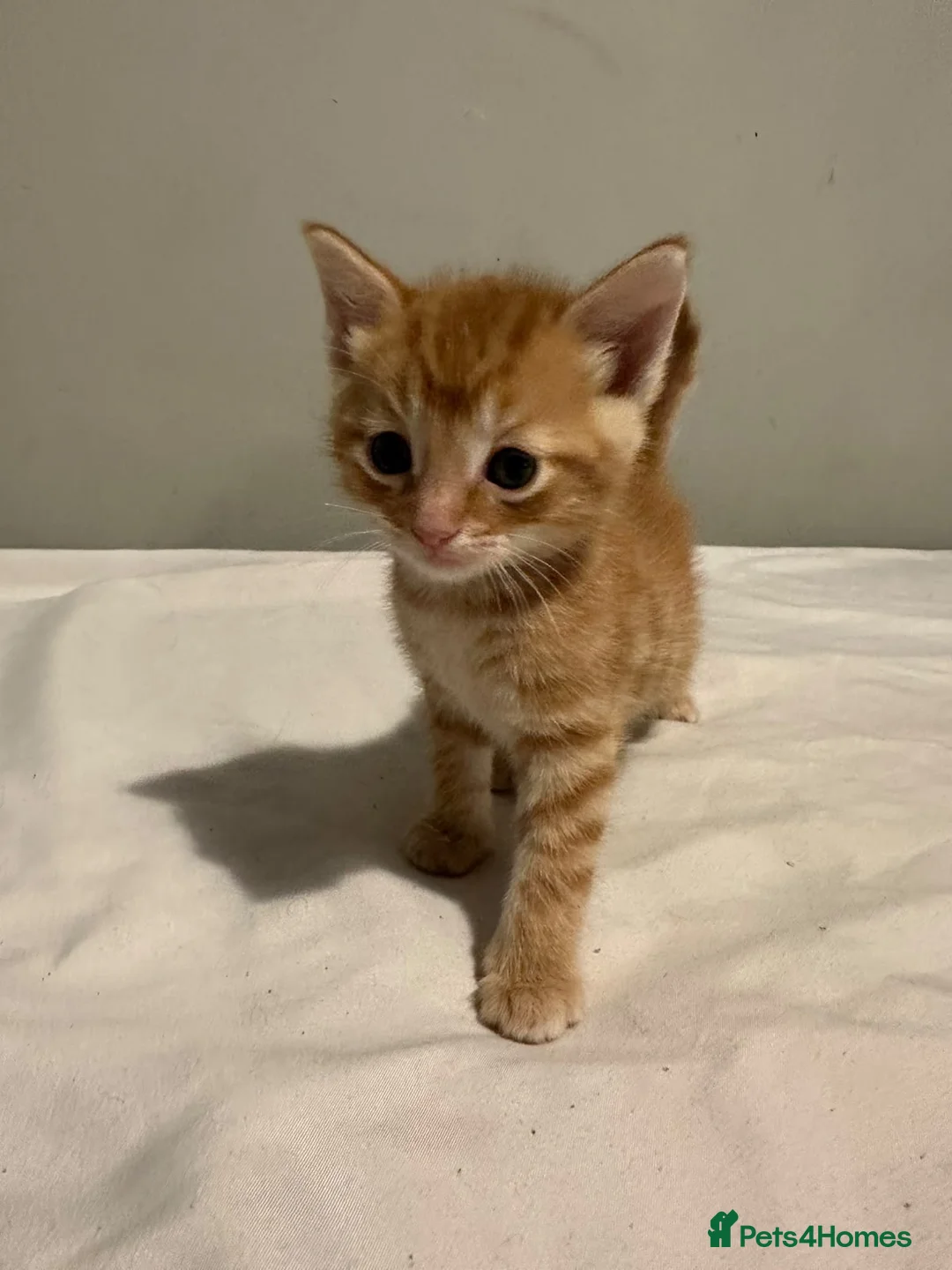 Mixed Breed cats for sale: PRETTY GINGER GIRLS in Rickmansworth - Advert 4