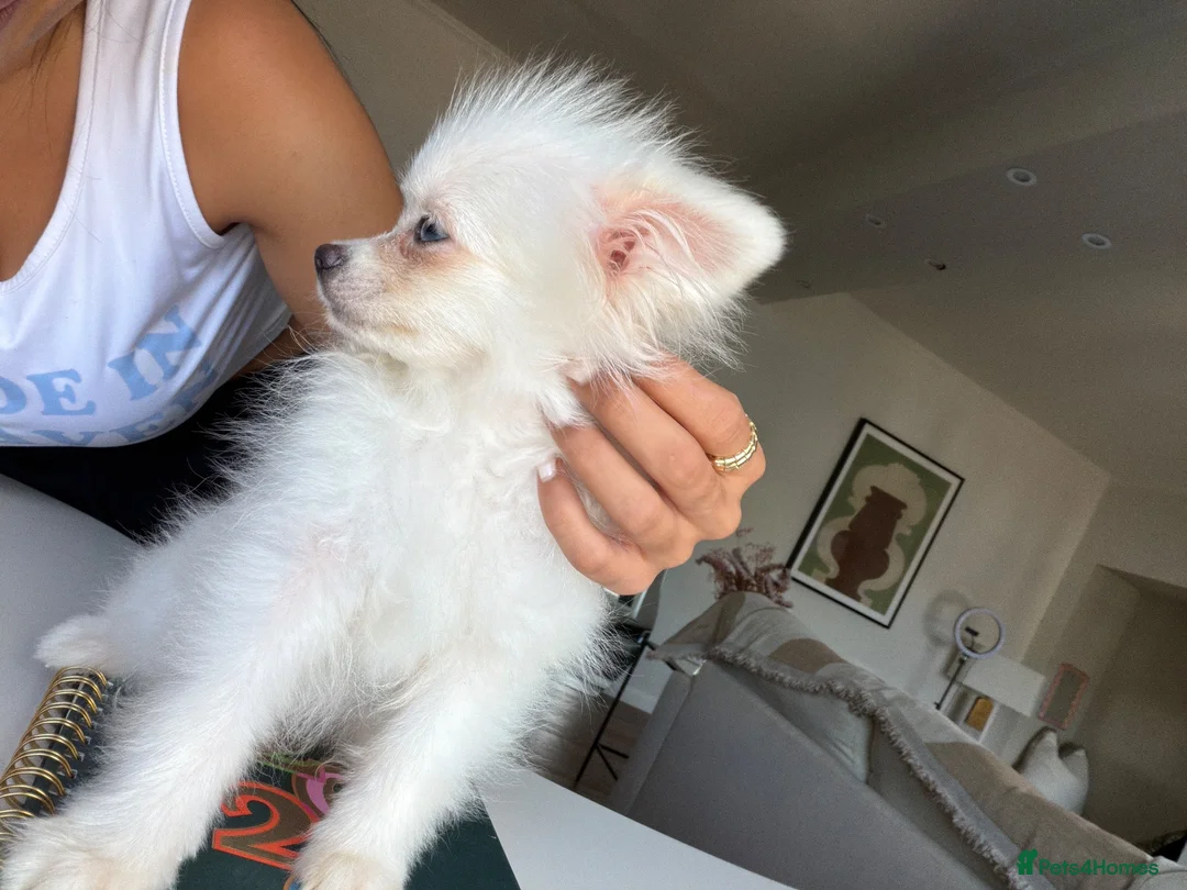 Pomeranian dogs for sale: White Pom blue eyes  - Advert 11