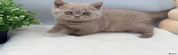 British Shorthair cats for sale: PEDIGREE REGISTERED CHUNKY BRITISH SHORTHAIRS  - Advert 21