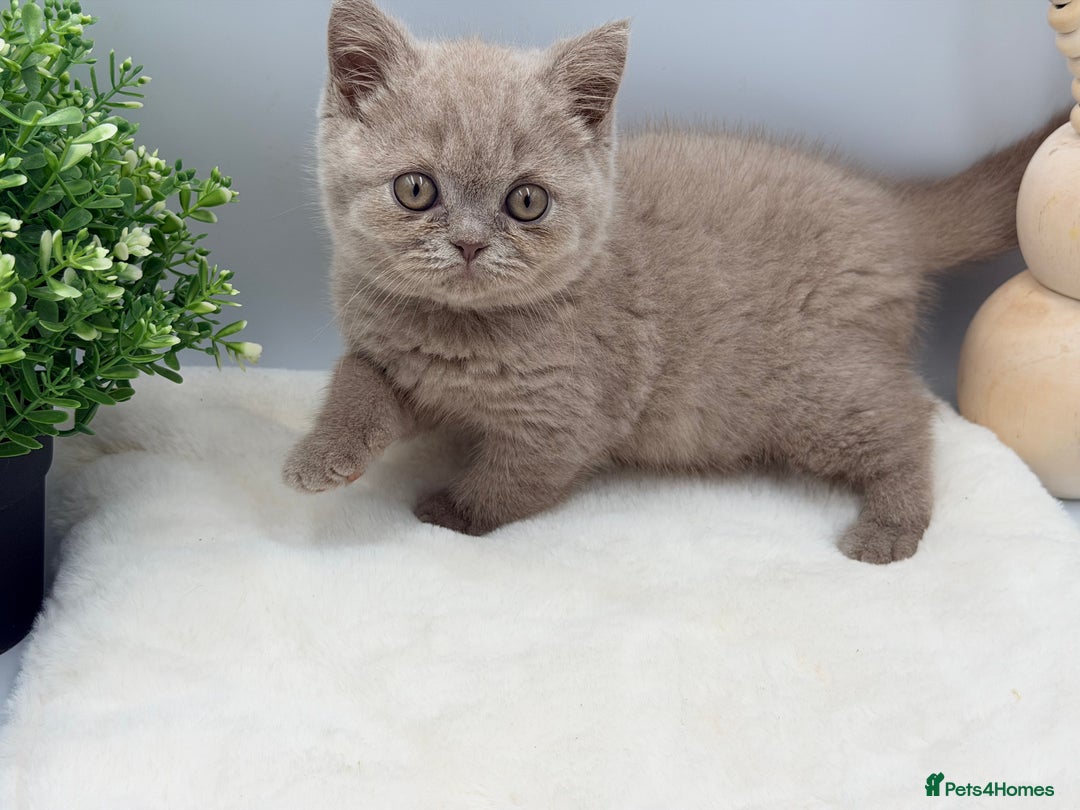 British Shorthair cats for sale: PEDIGREE REGISTERED CHUNKY BRITISH SHORTHAIRS  - Advert 21