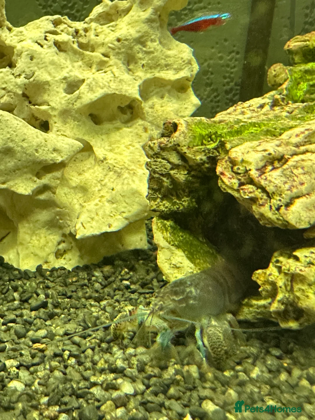 Angelfish fish for sale: 250L Tank with Community of Fish - Advert 5