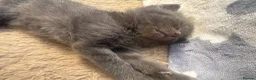 Mixed Breed cats for sale: Grey kittens  - Advert 7