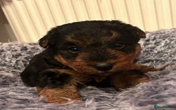 Welsh Terrier dogs for sale: Stunning Health Tested KC Reg Welshie Puppies - Advert 7