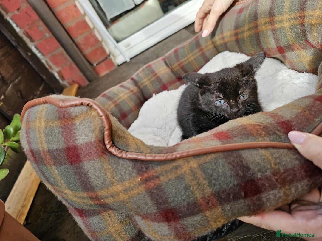Mixed Breed cats for sale: ❤️three cute kittens ❤️ - Image 3