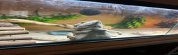 Bearded Dragon reptiles for sale: Bearded dragon looking for a loving home in Southampton - Advert 8