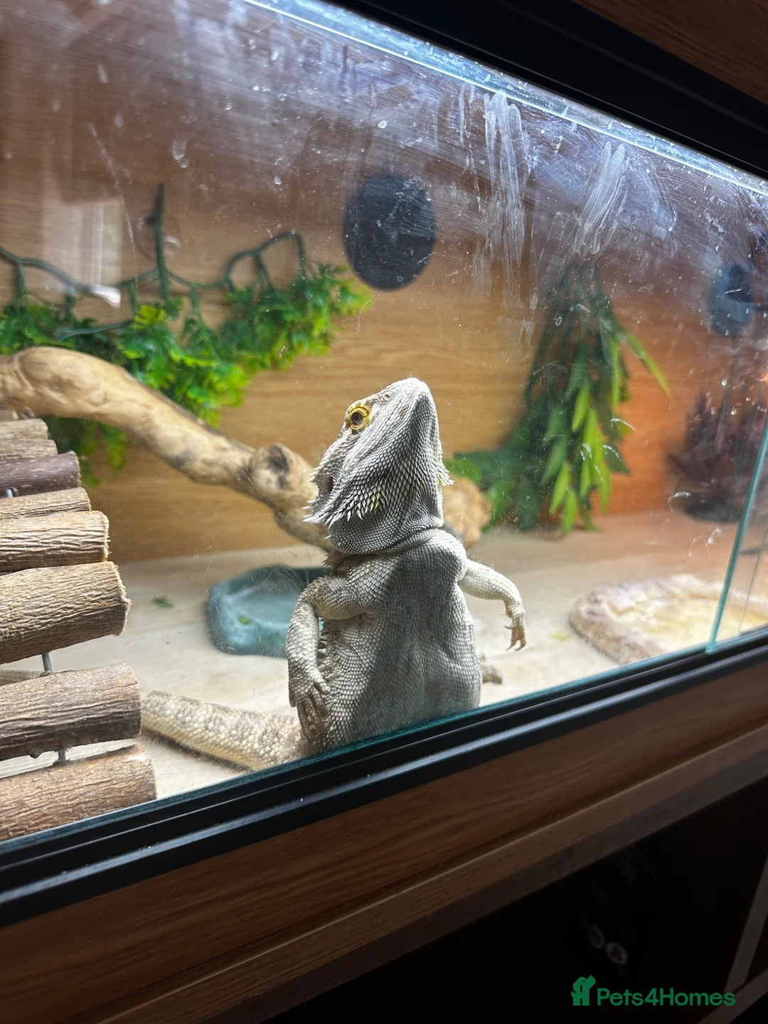 Bearded Dragon reptiles for sale: Bearded dragon looking for a loving home in Southampton - Advert 8