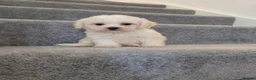 Maltipoo dogs for sale: Korean Maltipoo F1b puppies  - Advert 4