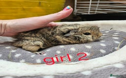 Guinea Pig rodents for sale: Baby girl and boy guinea pigs ready now - Image 2