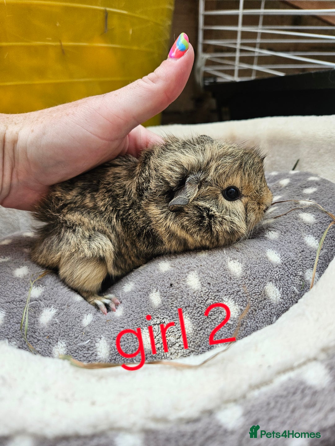 Guinea Pig rodents for sale: Baby girl and boy guinea pigs ready now - Image 2