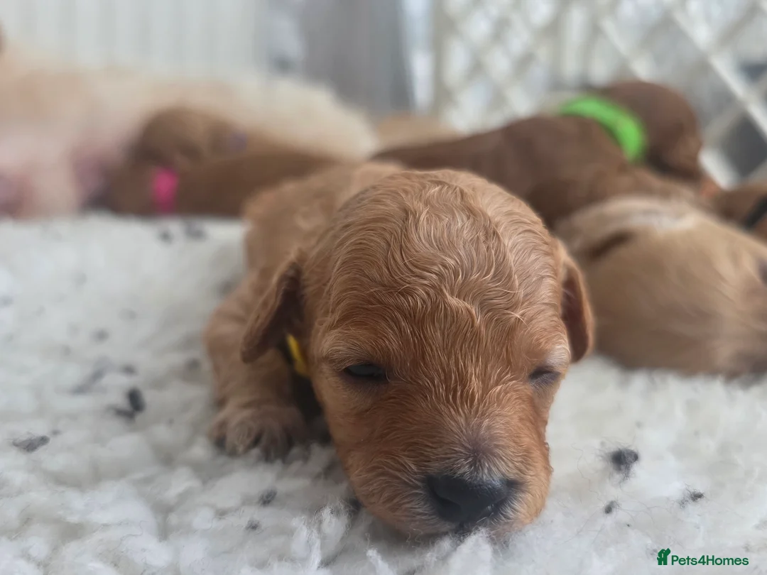 Cavapoo dogs for sale: F1B Toy Cavapoo Puppies - Advert 14