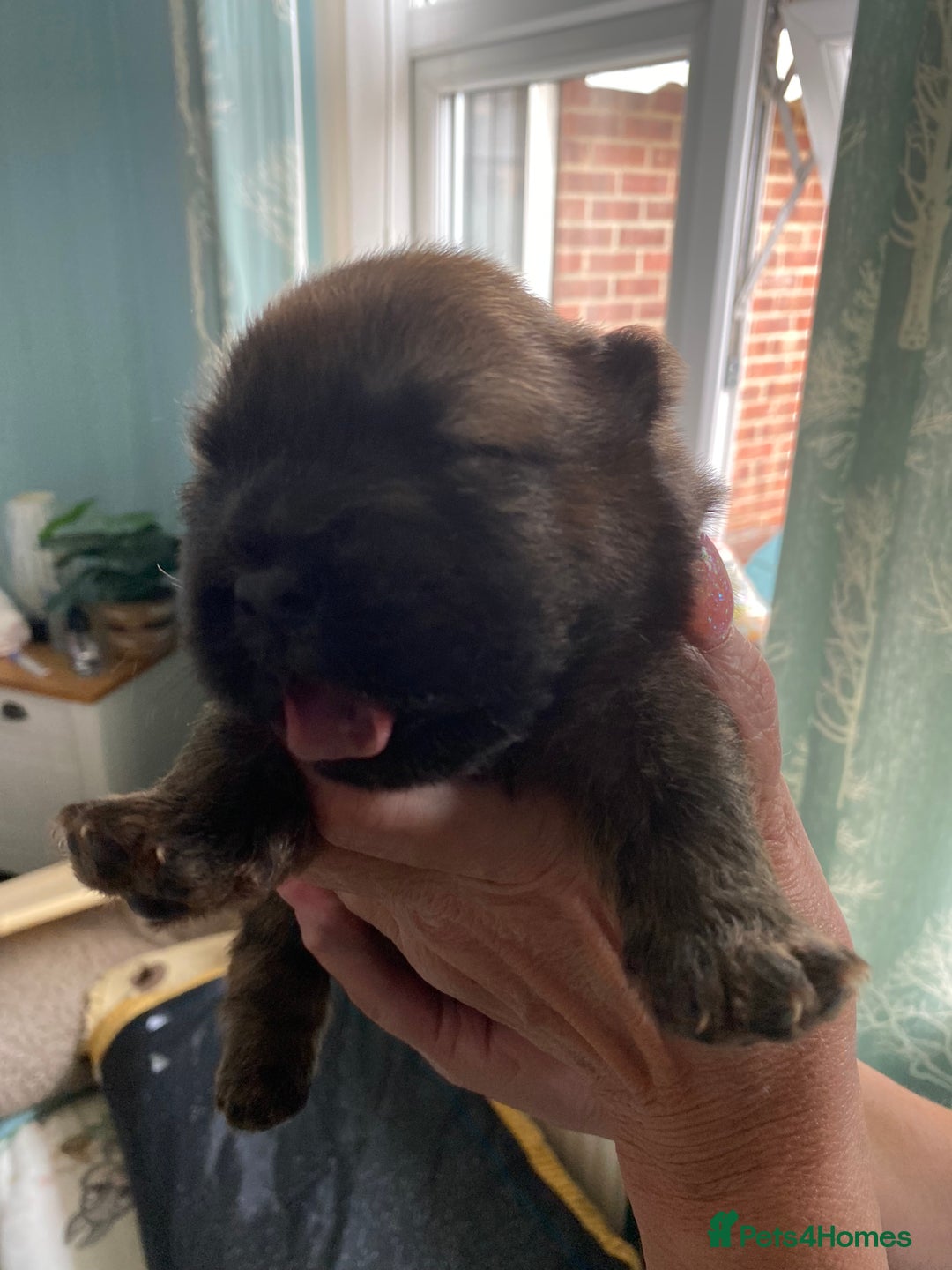 Chow Chow dogs for sale: Amazing chow chow puppies for sale  - Image 10