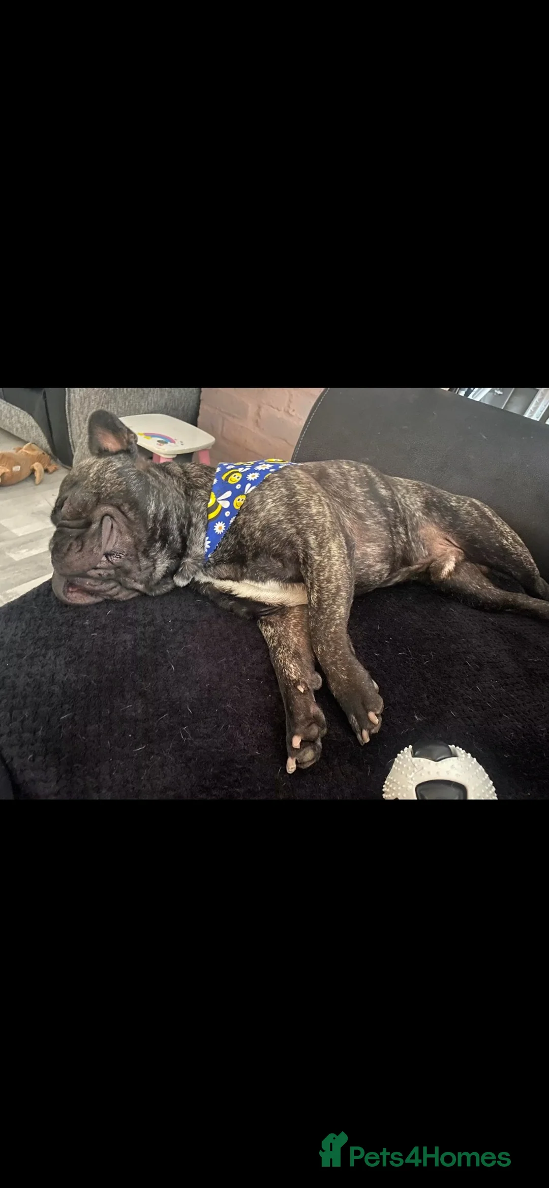 French Bulldog dogs for sale: Rolo  - Advert 3