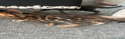Bengal cats for sale: Pure bred Glitter Coat Bengal Kittens  - Advert 4