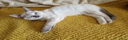 British Shorthair cats for sale: Beautiful colour point B-shorthair ready to lewve - Advert 13