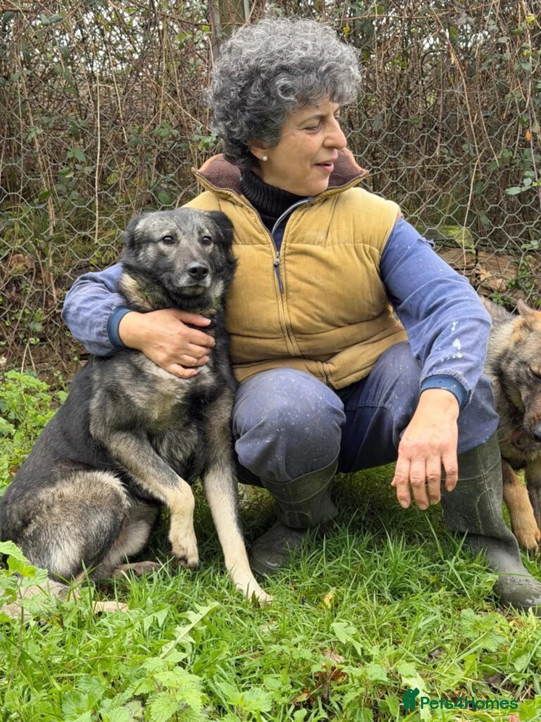 Mixed Breed dogs for adoption: Lobito in Alfreton - Advert 8