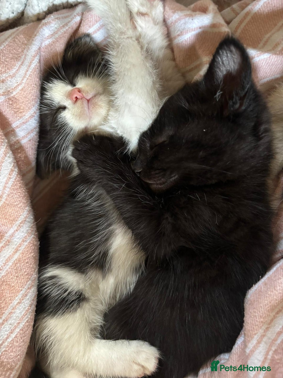 British Longhair cats for sale: 4 kittens ready for there forever home.  in Hyde - Image 8