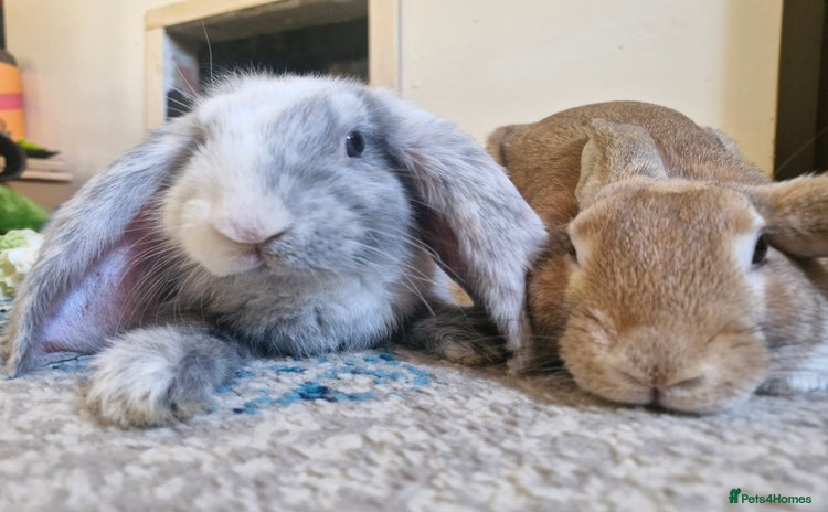 English rabbits - Advert 2