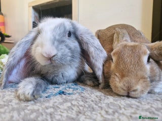 English rabbits - Advert 18