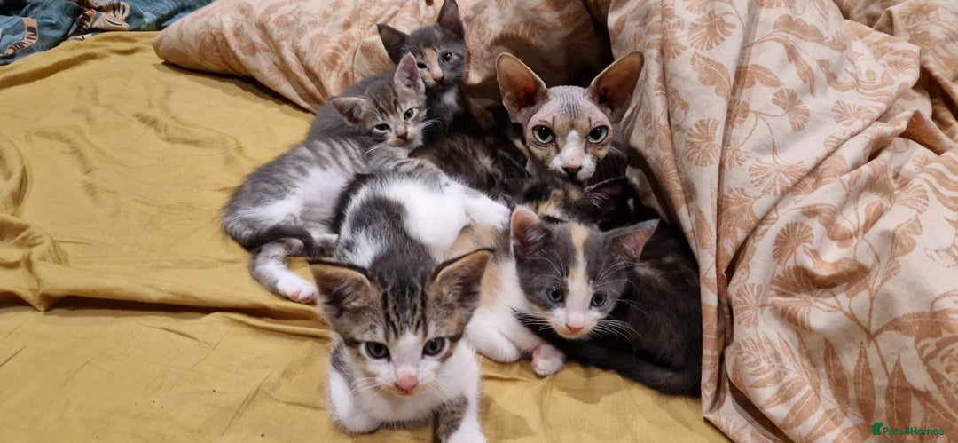 Mixed Breed cats for sale: Maine coon X Sphynx - Advert 5