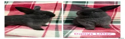 Mixed Breed rabbits for sale: 🐰Beautiful Mini Lop x Netherland Dwarf Rabbits🐰 - Advert 1