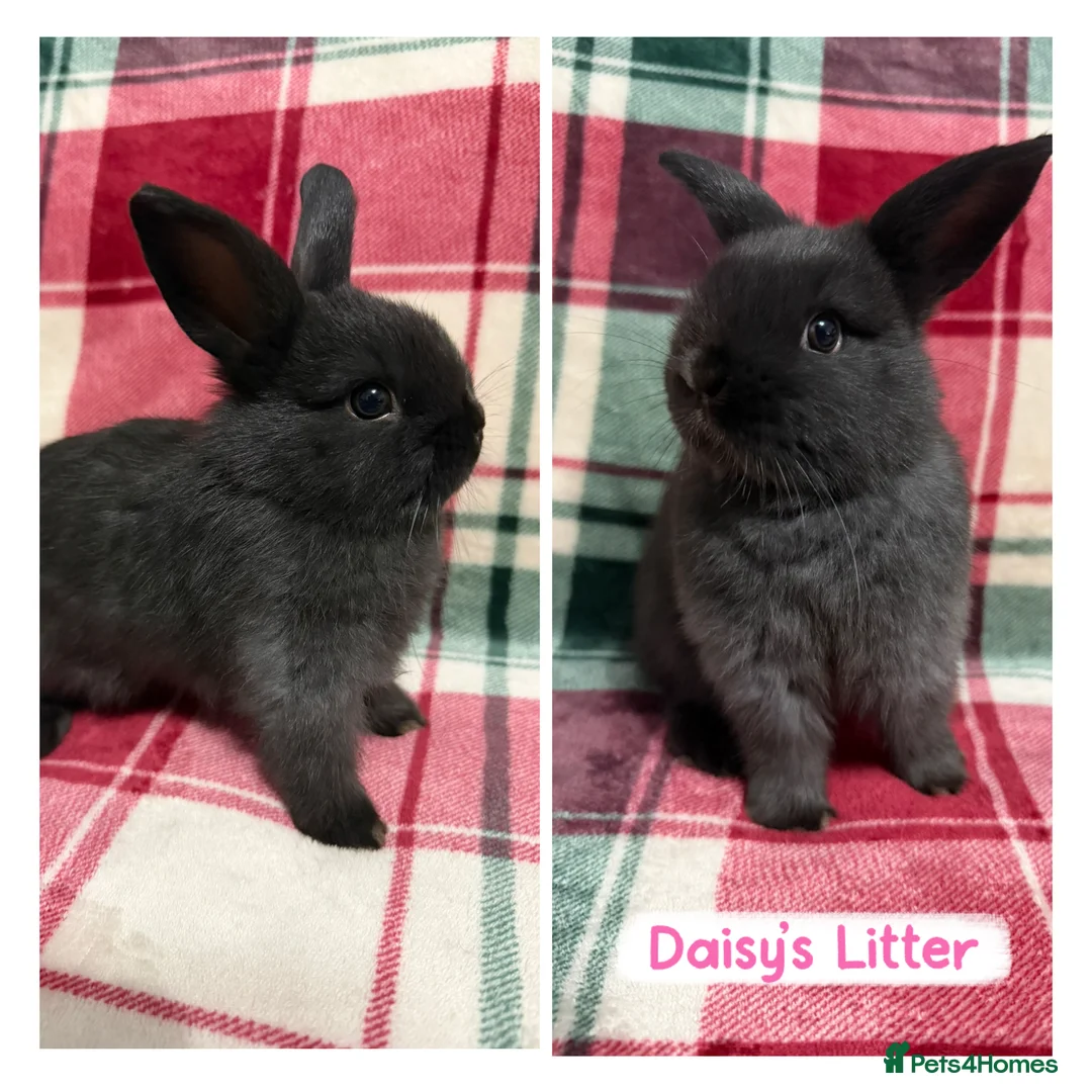 Mixed Breed rabbits for sale: 🐰Beautiful Mini Lop x Netherland Dwarf Rabbits🐰 - Advert 1