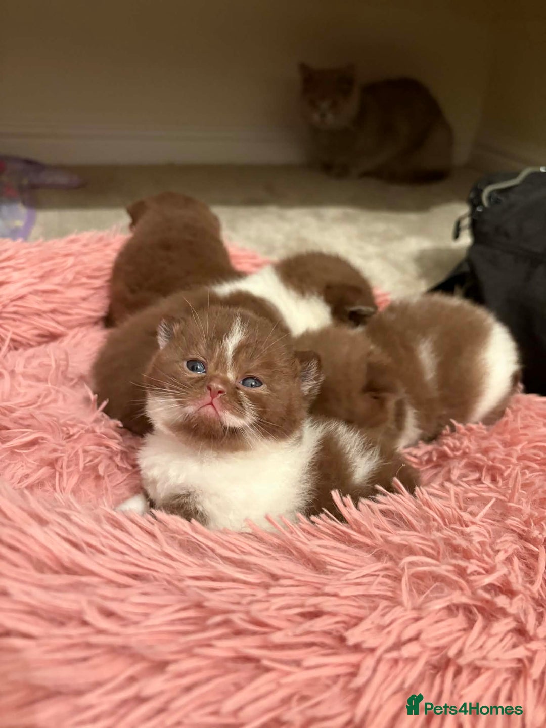 British Shorthair cats for sale: Luxury British Short-Choc& Bi-Coloured|07988240877 - Advert 14