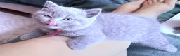 Brazilian Shorthair cats for sale: Adorable British Shorthair Kittens – - Advert 6