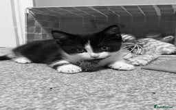 Mixed Breed cats for sale: Playful little boy - Image 1