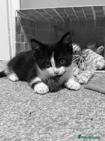 Mixed Breed cats - Advert 1