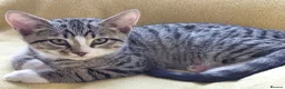 Mixed Breed cats for sale: Mix breed kittens. Mum is snow bengal  - Advert 12