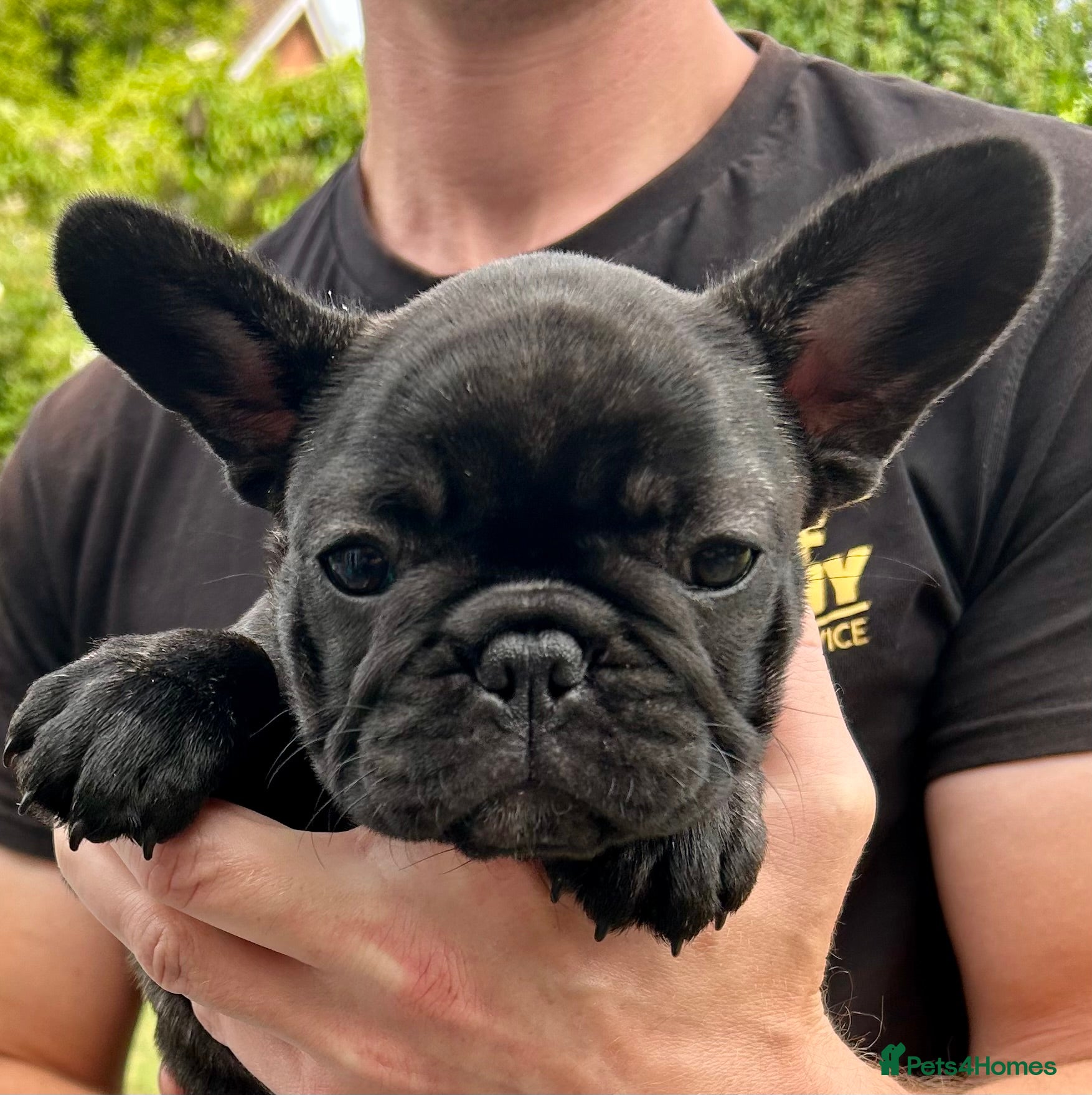 French Bulldog dogs French Bulldog puppies - Advert 2