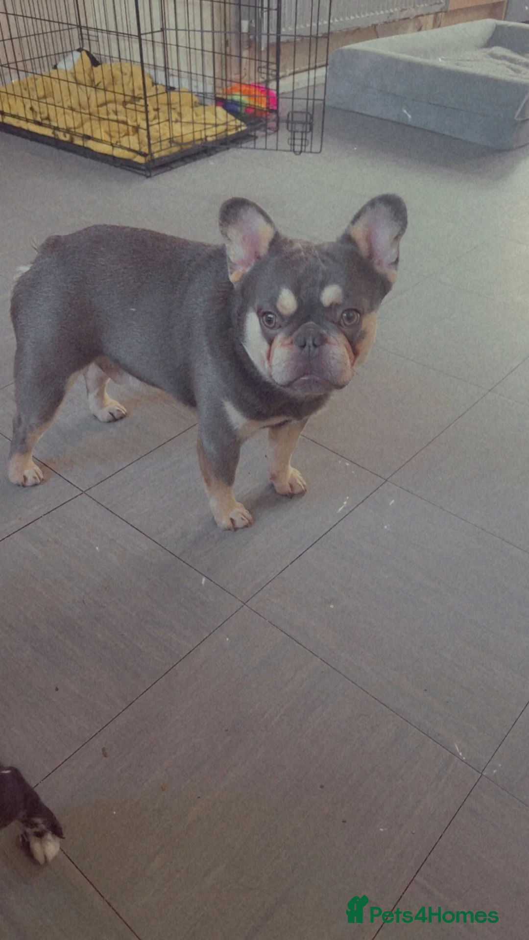 French Bulldog dogs for stud: French bulldog for stud for stud only  - Advert 2