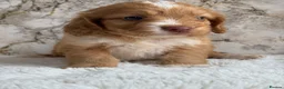 Cockapoo dogs for sale: Health tested F1 cockapoo puppies 🐶  - Advert 3
