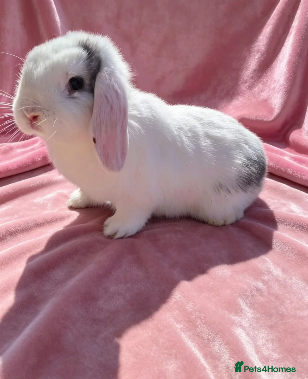 Mini Lop rabbits for sale: Mini lop doe - Advert 1