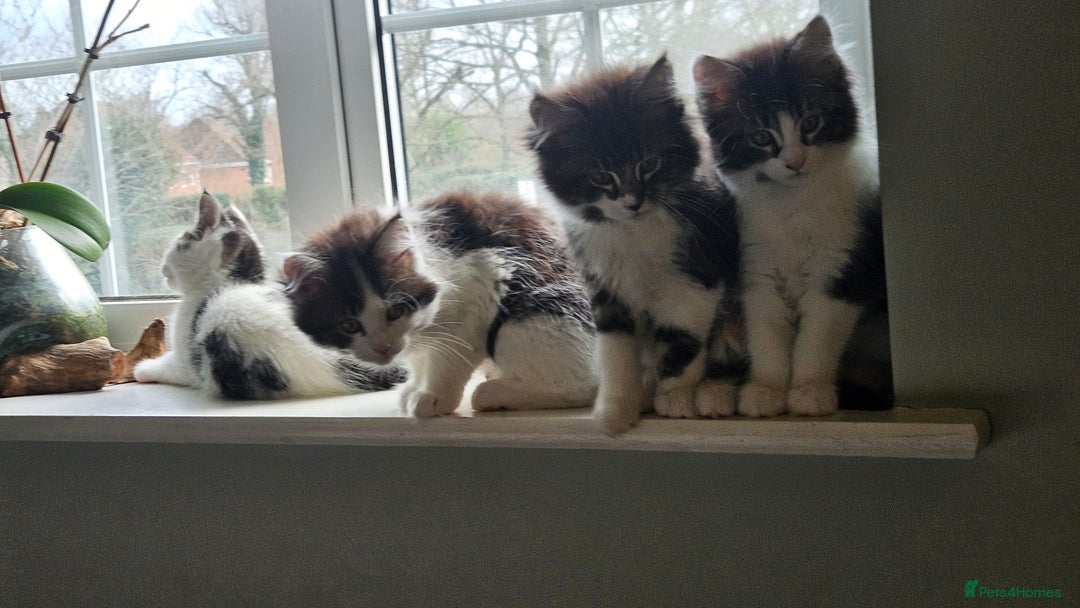 Maine Coon cats for sale: Beautiful Female Mixed Maine Coon kittens - Advert 6