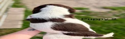 English Springer Spaniel dogs for sale: KC Reg Springer Spaniels  - Advert 4