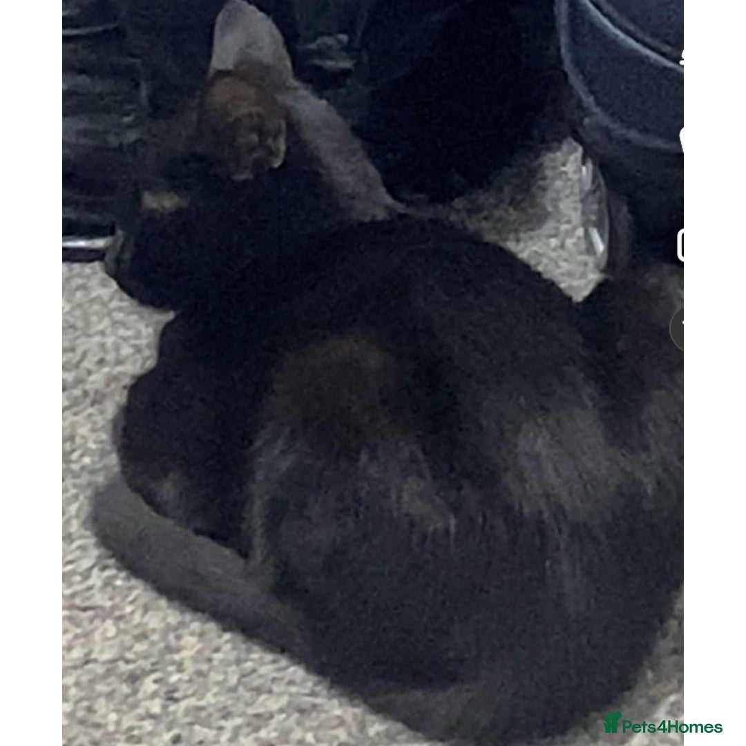 British Shorthair cats for sale: Cat For Sale - Advert 1