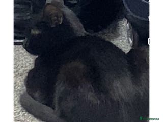 British Shorthair cats Cat For Sale - Advert 1