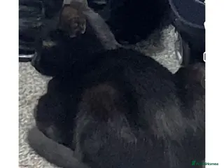 British Shorthair cats Cat For Sale - Advert 17