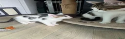 Mixed Breed cats for sale: 1 beautiful boy left  - Advert 5
