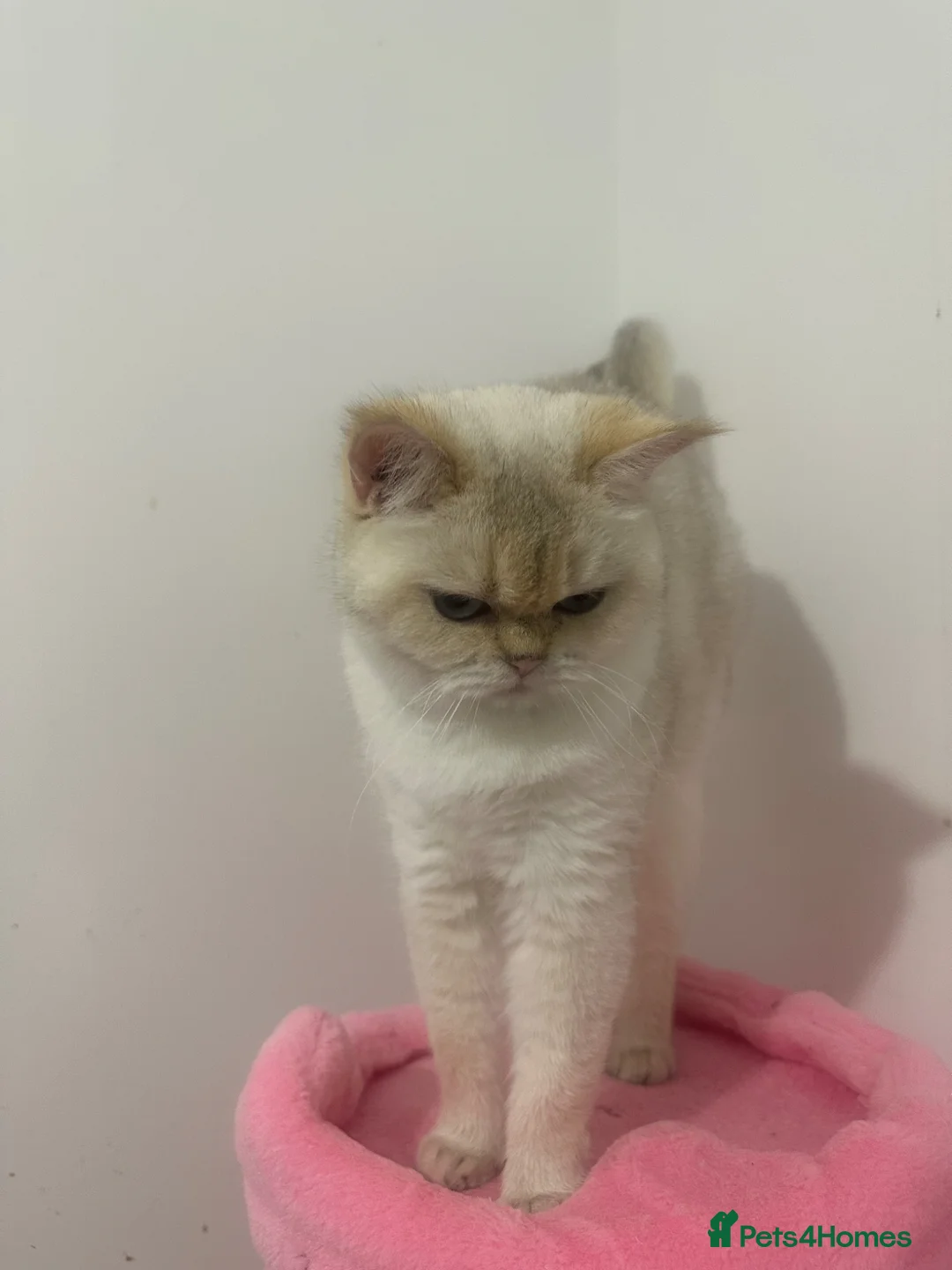 British Shorthair cats for sale: Golden point girl - Advert 2