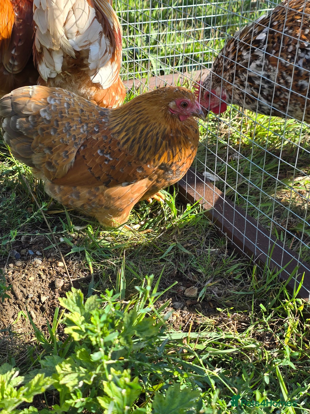 Chickens poultry for sale: Wyandotte Bantams  - Image 3