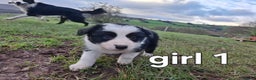 Border Collie dogs for sale: Border collie female pups for sale - Advert 3