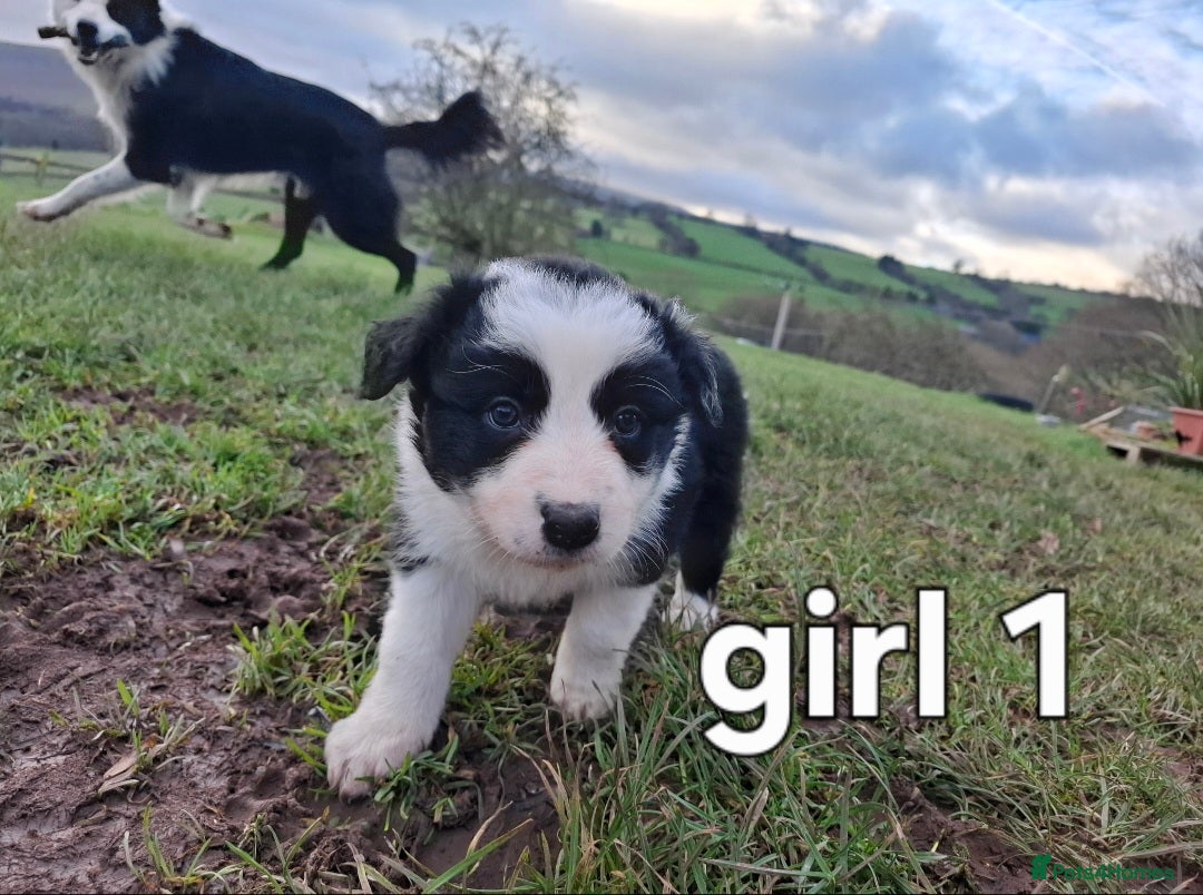 Border Collie dogs for sale: Border collie female pups for sale - Advert 3