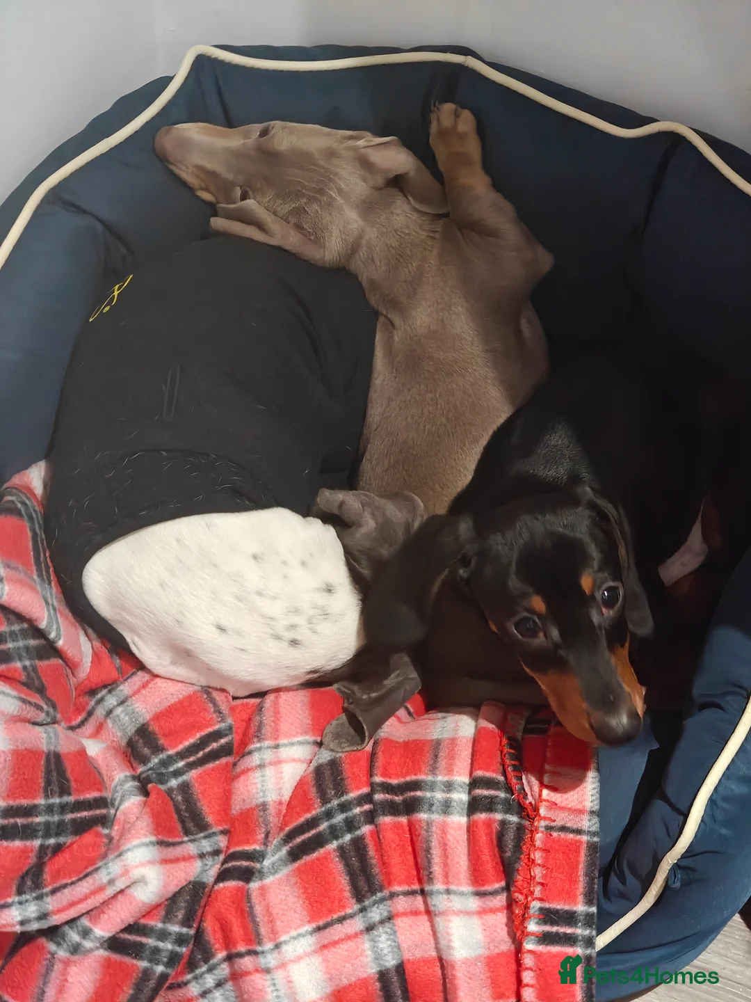 Miniature Dachshund dogs for sale: KC Miniature Shorthaired Dachshund puppy - Advert 4