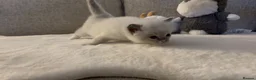 Ragdoll cats for sale: Ragdoll Babies ❤️ - Advert 14